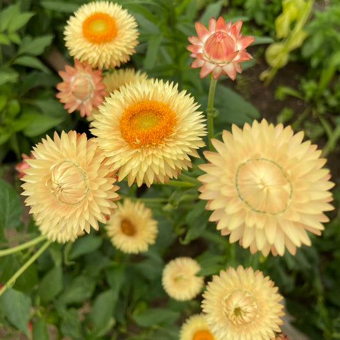 Strawflower, Apricot/Peach Mix